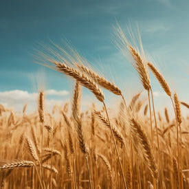 Vital Wheat Gluten